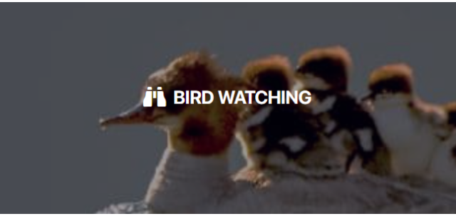 merritt birdwatching