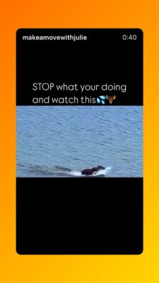 Cutest Baby Moose Calf Video Merritt BC