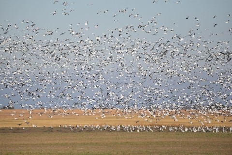 Birds of Saskatchewan 