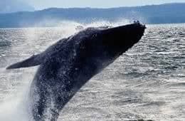 Canada Whale Watching Tours