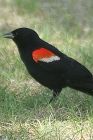 redwing-blackbird-elgin-park-220