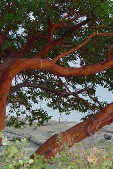 Arbutus Tree