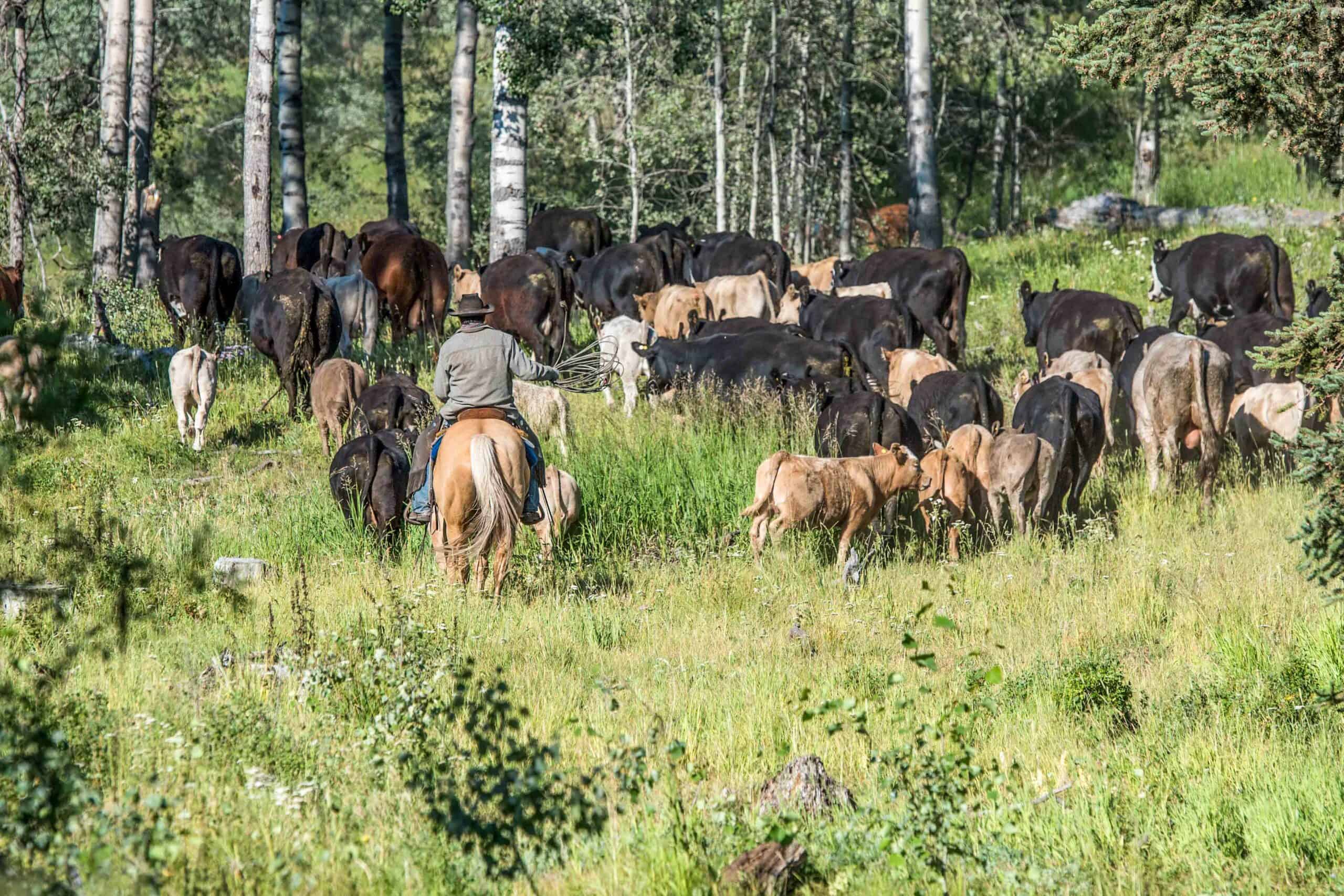 Guest Ranches in Merritt BC